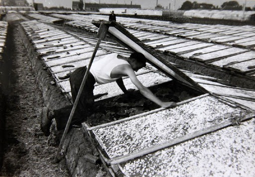 Black and white photo of farmer working in interconnected greenhouses